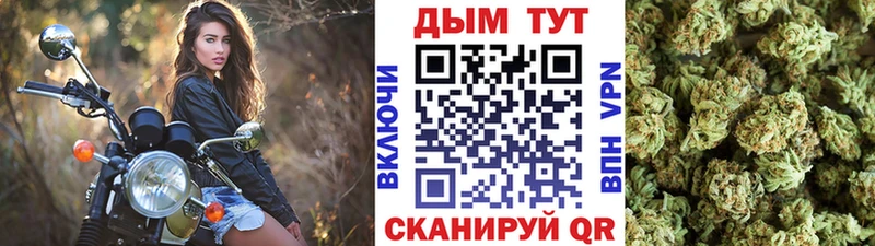 как найти наркотики  Багратионовск  Бошки марихуана гибрид 